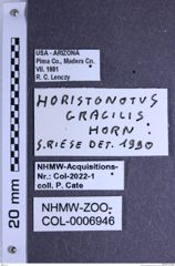 Etiketten zu Horistonotus gracilis (Horn, 1884) (NHMW-ZOO-COL-0006946)